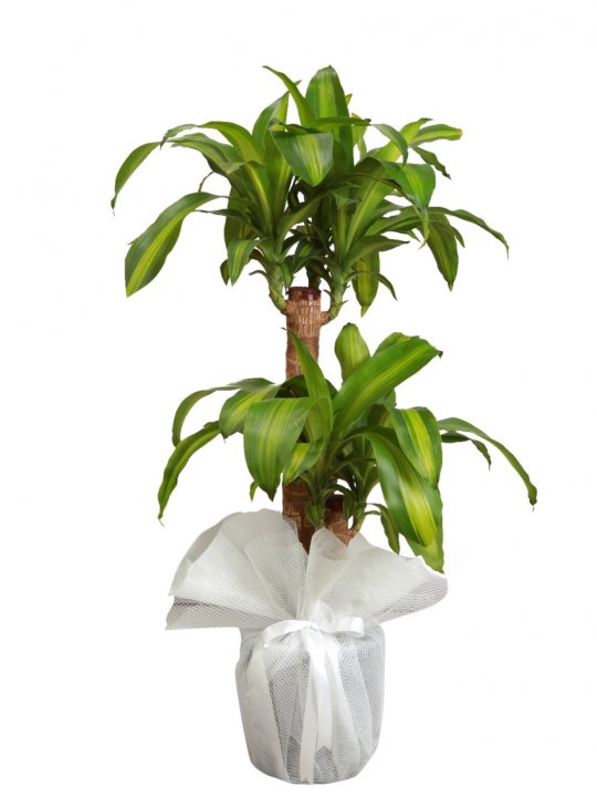 Yeni Trend Mutfak Dolapları